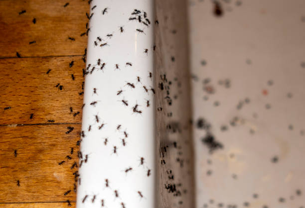 Best Commercial Pest Control Services  in Beach Haven, NJ