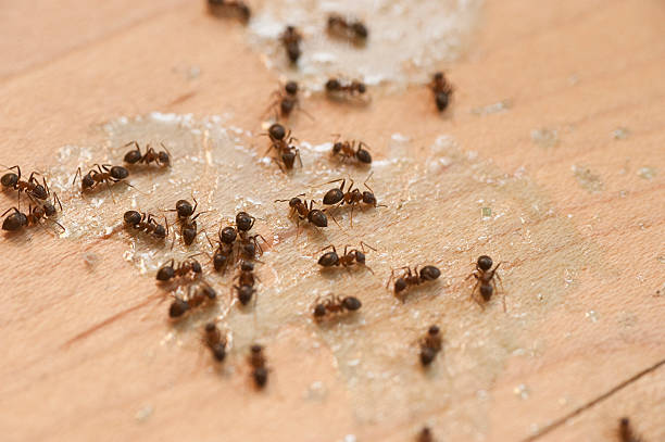 Best Affordable Pest Control Services  in Beach Haven, NJ
