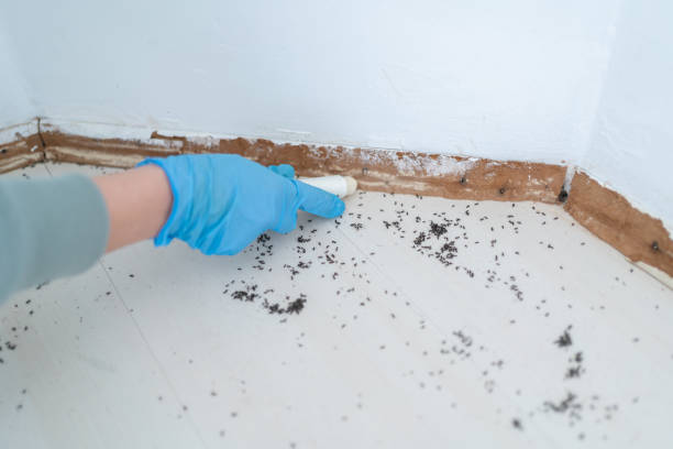 Best Insect Control  in Beach Haven, NJ